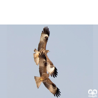 گونه سنقر تالابی شرقی Eastern Marsh Harrier